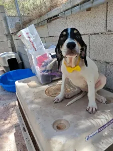 Hund Kaity adoptieren