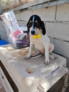Hund Kaity adoptieren