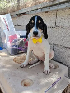 Hund Kaity adoptieren