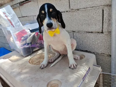 Hund Kaity adoptieren