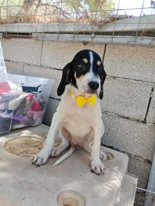 Hund Kaity adoptieren