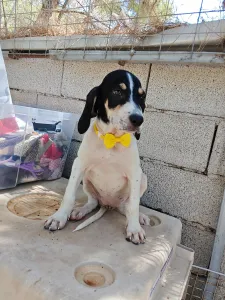 Hund Kaity adoptieren