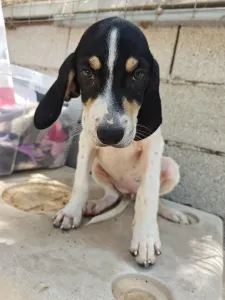 Hund Kaity adoptieren