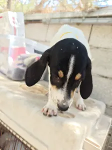 Hund Kaity adoptieren