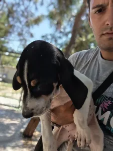 Hund Kaity adoptieren