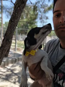 Hund Kaity adoptieren