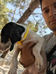 Hund Kaity adoptieren