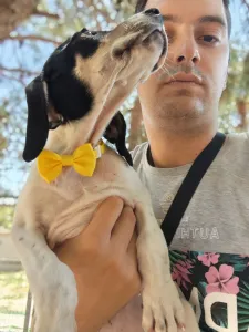 Hund Kaity adoptieren