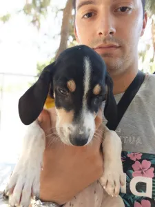 Hund Kaity adoptieren