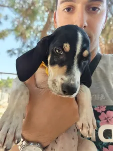 Hund Kaity adoptieren