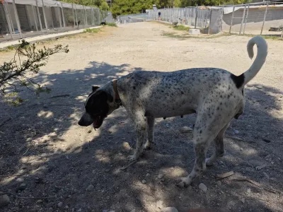Adopt Fido