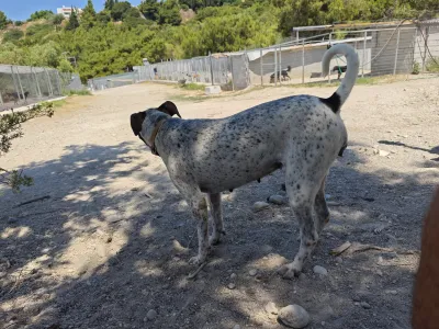 Adopt Fido