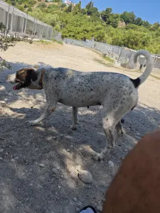 Adopt Fido
