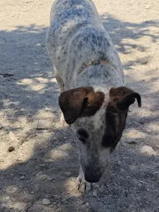 Adopt Fido