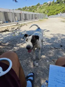 Adopt Fido