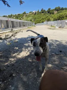 Adopt Fido
