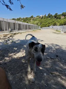 Adopt Fido