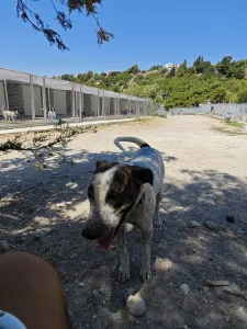 Adopt Fido