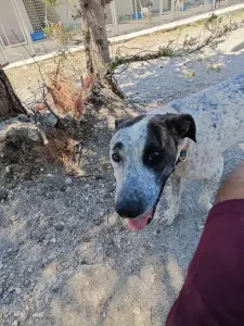 Adopt Fido