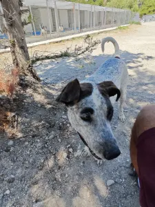 Adopt Fido