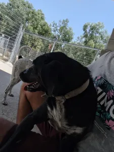 Adopt Fanis