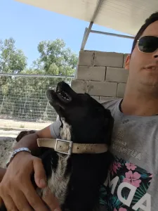 Adopt Fanis