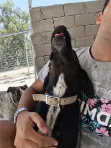 Adopt Fanis
