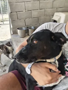 Adopt Fanis
