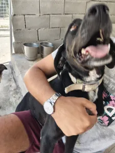 Adopt Fanis