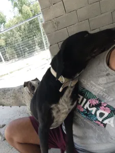 Adopt Fanis