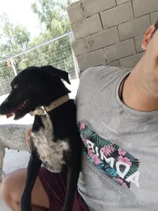 Adopt Fanis