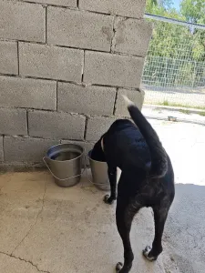 Adopt Fanis