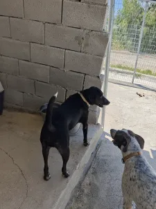 Adopt Fanis