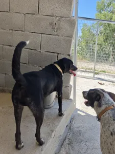 Adopt Fanis
