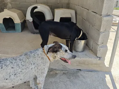 Adopt Fanis