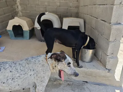 Adopt Fido