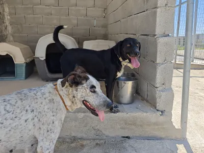 Adopt Fido