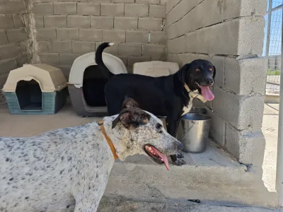 Adopt Fido