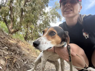 Adoptie hond Tsampika