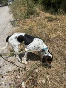 Adoptie hond Tsampika