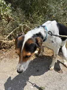 Adoptie hond Tsampika