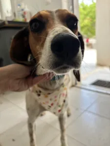 Adoptie hond Tsampika