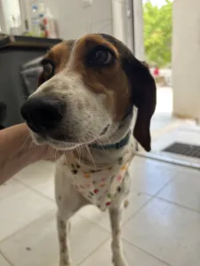 Adoptie hond Tsampika
