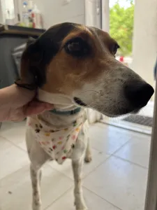Adoptie hond Tsampika