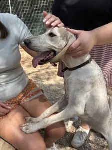 Adopt Roc
