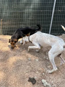 Adopt Roc