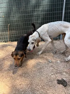 Adopt Roc