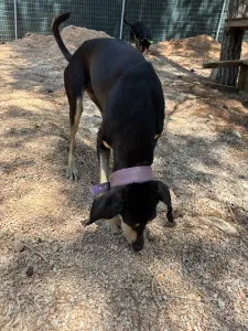 Adopt Anna