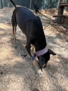 Adopt Anna