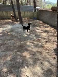 Adopt Anna